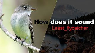 Least flycatcher [upl. by Manoop785]