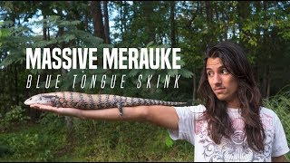 MASSIVE Merauke Blue Tongue Skink [upl. by Natsrik]