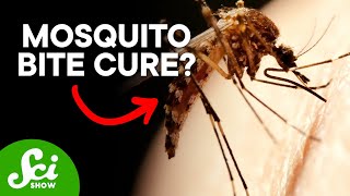 How to Become Immune to Mosquito Bites [upl. by Atonsah]