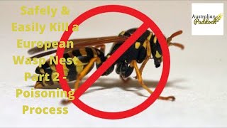 Safely amp Easily Kill a European Wasp Nest Part 2  Poisoning Process [upl. by Melborn]