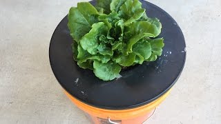 Kratky Hydroponic for Beginners  Outdoors [upl. by Morty218]