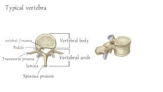 Cervical Vertebrae Anatomy [upl. by Watson]