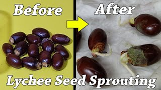 How to grow Lychee plant from seeds  how to grow lychee from seed [upl. by Bonine231]