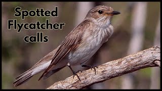 Spotted Flycatcher calls [upl. by Aneerhs]