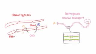 Cryptococcus neoformans And how it affects HIVAIDS patients [upl. by Aiuqram]