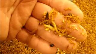 Mighty mealworms how to harvest your mealworm frass [upl. by Saunderson]