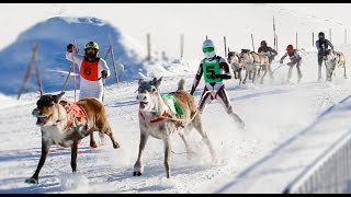 Crazy Reindeer Races in Rovaniemi in Lapland Finland 🦌 Poroajot Rovaniemi Porokilpailut Santa Claus [upl. by Llibyc]