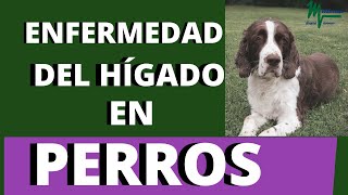 🟢Insuficiencia HEPÁTICA en PERROS Síntomas [upl. by Atiuqes]