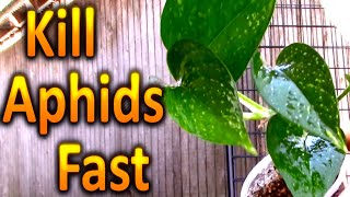 How to Kill Aphids on your Houseplants Naturally Part 1 [upl. by Kcid]