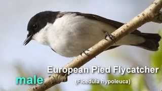 Pied Flycatcher  European Pied Flycatcher Bird Call and Pictures for Teaching BIRDSONG [upl. by Radburn]