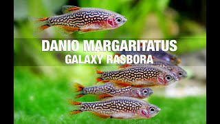 Celestial Pearl Danio Care Guude margaritatus  Galaxy Rasbora [upl. by Gino788]