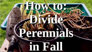 How to Divide Perennials in Fall [upl. by Beilul]