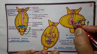 Tortion and detortion in gastropods [upl. by Nobell]