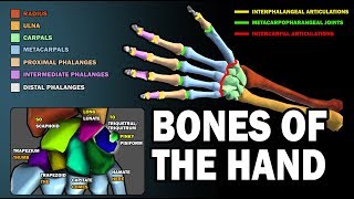 BONES OF THE HAND LEARN IN 25 MINUTES [upl. by Netta]