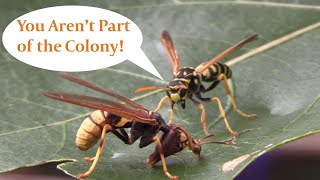 Wasp Impersonator Meets the Real Deal The Mantisfly [upl. by Ahsyla]