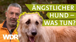 Hilfe bei ängstlichem Hund  Hunde verstehen 3  Tierratgeber  WDR [upl. by Nagam]