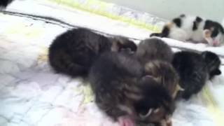 Newborn kittens cry when mom is away [upl. by Wall]