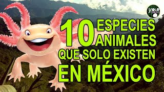 10 especies animales que solo existen en México [upl. by Tiernan]