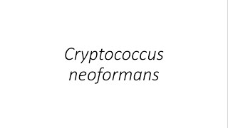 Cryptococcus neoformans  Microbiology [upl. by Koren]