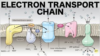 Electron Transport Chain Oxidative Phosphorylation [upl. by Nioe576]