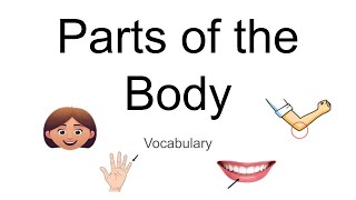 Parts of the Body  ESL  Adult Education  Vocabulary in English [upl. by Sidonius]