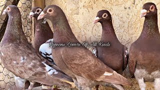 Meulemans pigeons [upl. by Leavitt]