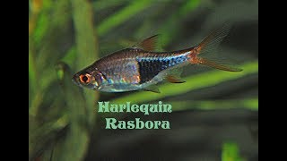 Harlequin rasbora  Trigonostigma heteromorpha  Species Profile [upl. by Siblee848]