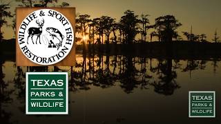 Mysterious Caddo Lake State Park [upl. by Kedezihclem689]