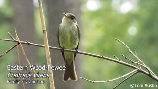 A sample of the Flycatchers of South Carolina [upl. by Dawaj]