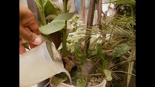 ¿POR QUÉ REGAR LAS PLANTAS CON AGUA DEL LAVADO DE ARROZ [upl. by Publus]