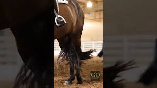 2023 NSBA World Show  Time to GoHorseShow [upl. by Nealah]