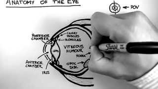 Anatomy of the Eye [upl. by Burgess751]