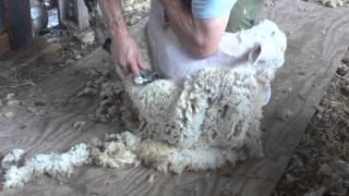 Machine Shearing Instruction [upl. by Lanam]