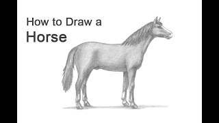 How to Draw a Horse [upl. by Moran]