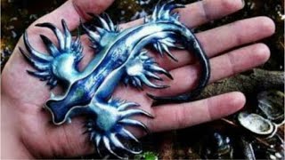 The Blue Sea Dragon Glaucus Atlanticus [upl. by Brower]