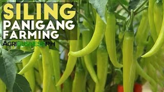 Siling Panigang Siling Panigang Planting Guide for Abondant Harvest [upl. by Wendolyn]