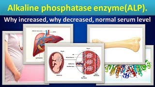 Alkaline phosphatase enzymeALP why increaseddecreasednormal range [upl. by Studner]