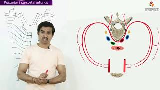 POSTERIOR INTERCOSTAL ARTERY  Gross Anatomy animations [upl. by Tasia17]