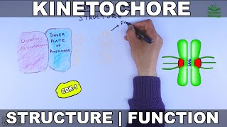 Kinetochore  Structure and Function [upl. by Frodina]