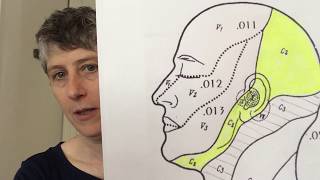 Cranial Nerve 10 The vagus nerve and breathing [upl. by Sacha264]