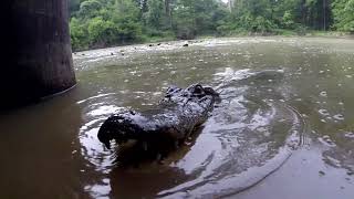 Caddo Lake Gators in the Wild [upl. by Eduardo]