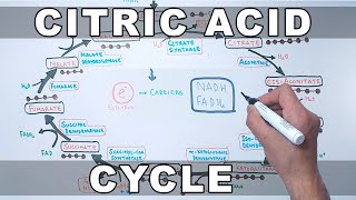 Citric Acid Cycle  Krebs Cycle [upl. by Cirillo]