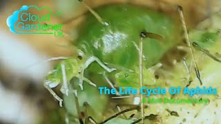 Life Cycle Of Aphids [upl. by Orihakat55]