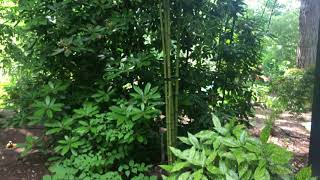 Phyllostachys atrovaginata Incense Bamboo issaquah wa Seattle cold hardy tropicals [upl. by Airotna]