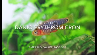 Emerald Dwarf Rasbora [upl. by Retsae609]