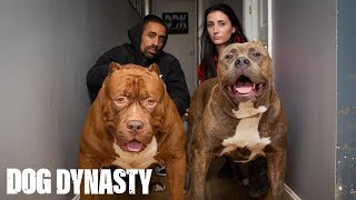 Kong The 150lb Pitbull Puppy Set To Outgrow Hulk  DOG DYNASTY [upl. by Bert]