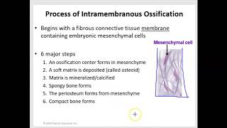 Intramembranous and Endochondral Ossification [upl. by Milburr]