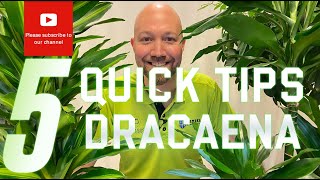 5 Quick tips Dracaena [upl. by Sarkaria]