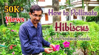 How to Pollinate Hibiscus and Produce Seeds [upl. by Pownall]