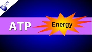 ATP Adenosine Triphosphate [upl. by Beulah]